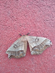 Arsenura polyodonta
