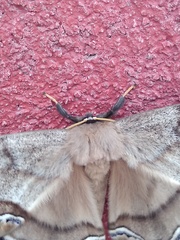 Arsenura polyodonta