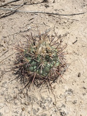 Coryphantha poselgeriana
