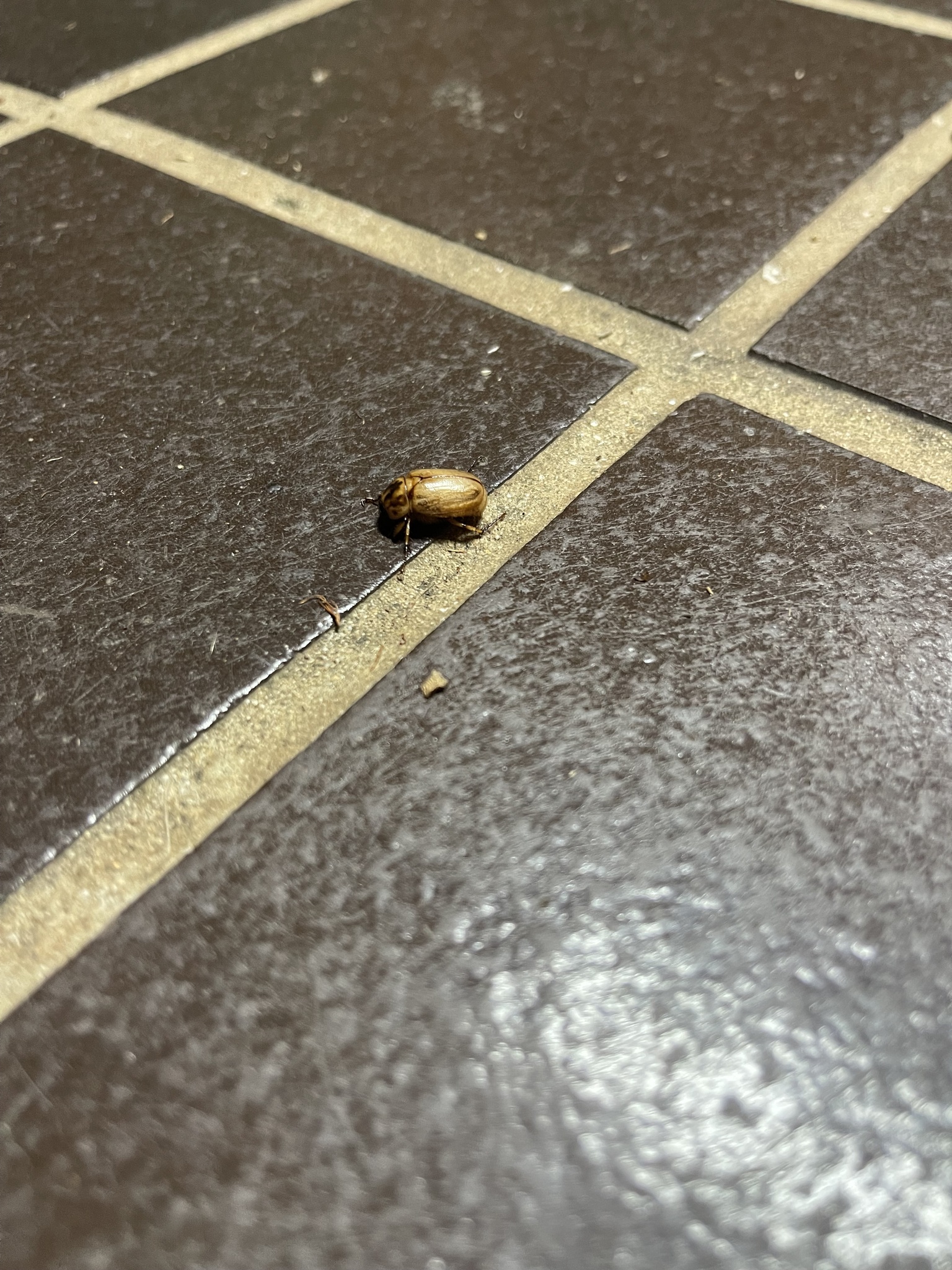 Scarabaeidae