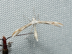 Platyptilia celidotus