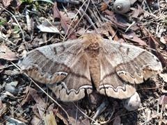 Arsenura polyodonta