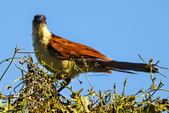 Centropus senegalensis