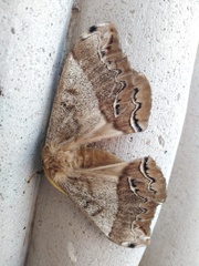 Arsenura polyodonta