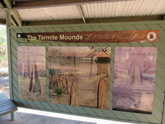 Amitermes meridionalis