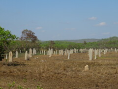 Amitermes meridionalis