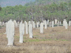 Amitermes meridionalis