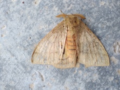 Automeris iris hesselorum