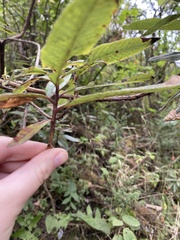 Comarostaphylis discolor
