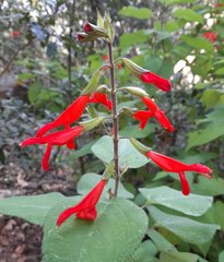 Salvia gesneriiflora