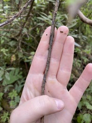 Comarostaphylis discolor