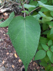 Salvia gesneriiflora