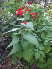Salvia gesneriiflora