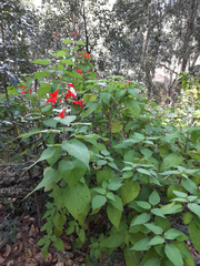 Salvia gesneriiflora