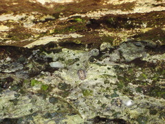 Acanthopleura granulata