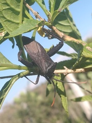 Acanthocephala femorata