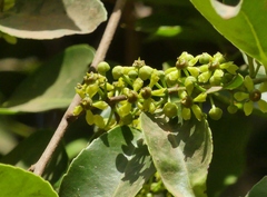 Salacia chinensis