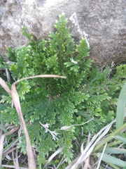 Selaginella pallescens