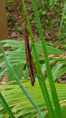 Anisomorpha buprestoides