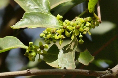 Salacia chinensis