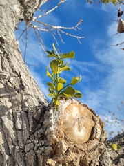 Phoradendron macrophyllum