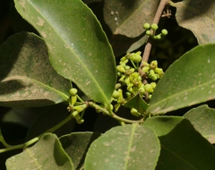 Salacia chinensis
