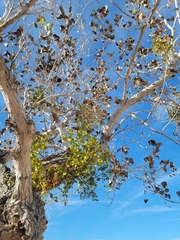 Phoradendron macrophyllum