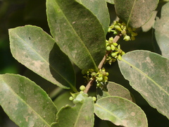 Salacia chinensis