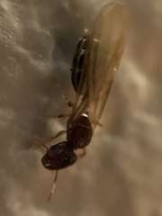 Pheidole parva