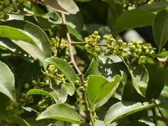 Salacia chinensis