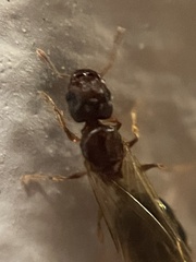 Pheidole parva