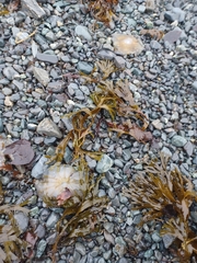 Chrysaora melanaster