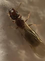 Pheidole parva