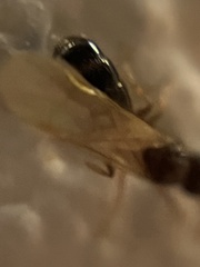Pheidole parva