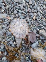 Chrysaora melanaster