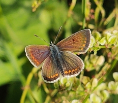 Plebejus argus