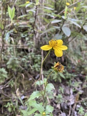 Bidens ostruthioides