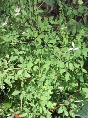 Ceratocapnos claviculata