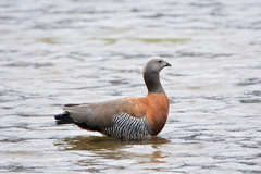 Chloephaga poliocephala