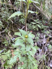 Bidens ostruthioides