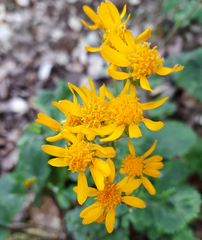 Packera quebradensis