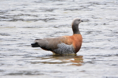 Chloephaga poliocephala