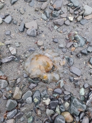 Chrysaora melanaster