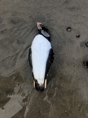 Fratercula corniculata