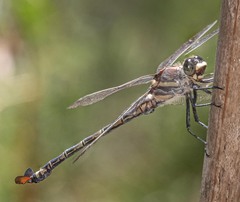 Petalura litorea