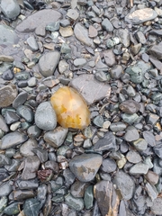 Chrysaora melanaster