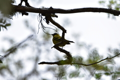 Spinus barbatus