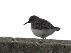 Calidris minutilla