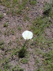 Calystegia macrostegia