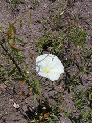 Calystegia macrostegia
